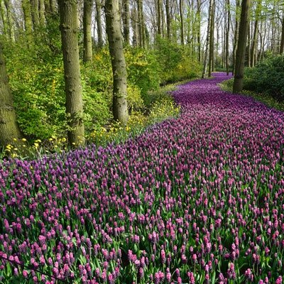 The Best Places to Visit for Spring Flowers - The Wise Traveller