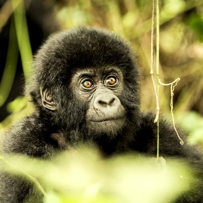 Trekking With Mountain Gorillas - The Wise Traveller