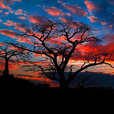  Home to the ‘Upside Down Tree’ - Angola - The Wise Traveller