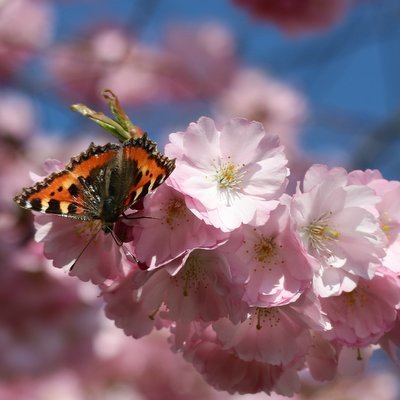 10 Best Cherry Blossom Festivals Around the World - The Wise Traveller