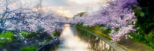 10 Best Cherry Blossom Festivals Around the World - The Wise Traveller