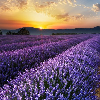 8 of the World’s Most Spectacular Springtime Floral Displays