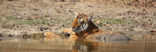 Beds in the Wild India - The Wise Traveller