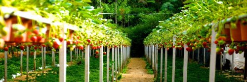 Best Places to Pick Your Own Fruit in Europe This Summer - The Wise Traveller