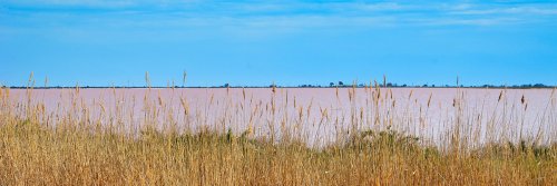 Black Bulls, Van Gogh, and Salt - Camargue, France - Part 2 - The Wise Traveller