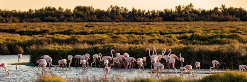 Black Bulls, Van Gogh, and Salt Camargue, France - Part 1 - The Wise Traveller
