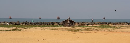 Black Crows and Brown Cows - Negombo - Sri Lanka - The Wise Traveller