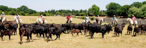 Bull Fighting in France - Camargue - The Wise Traveller