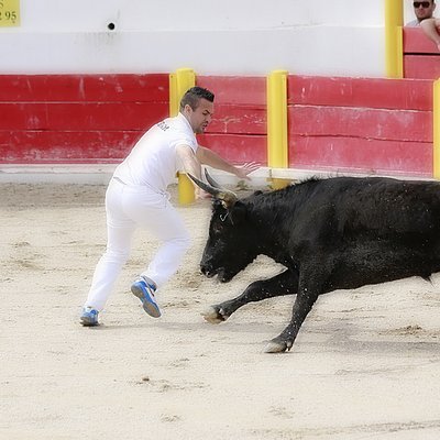 Bull Fighting in France - Camargue - The Wise Traveller