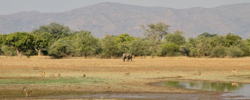 Chindeni Bush Camp - South Luangwa National Park - Zambia - Animal Bootcamp - The Wise Traveller 