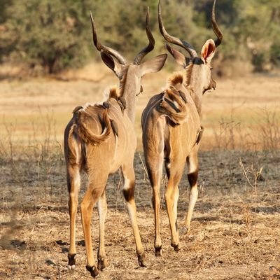 Chindeni Bush Camp - South Luangwa National Park - Zambia - Animal Bootcamp - The Wise Traveller 