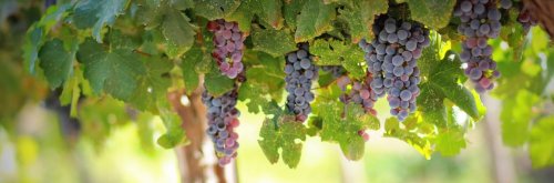 Discovering Israel’s Wineries - The Wise Traveller