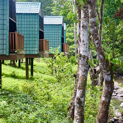 FOMO in the Jungle - Tabin Wildlife Resort - Sabah, Borneo