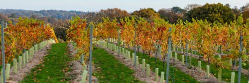 From Palate to Pallete - Wineries With Art Galleries - The Wise Traveller