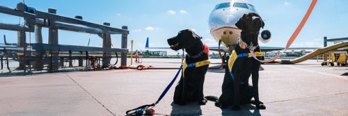 Fur Baby Airport Comfort - The Wise Traveller