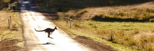 How to Photograph Animals When Travelling - The Wise Traveller