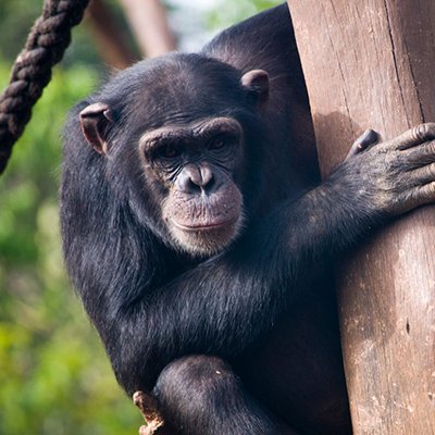 Land of the Apes - Tiwai Island, Sierra Leone - The Wise Traveller