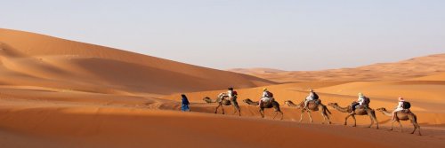 Morocco For The Solo Female - 5 Travel Tips For The Single Woman In Morocco - The Wise Traveller - Tourists on Camels in a desert