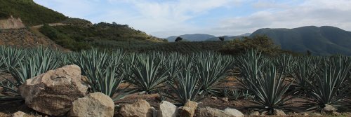 Not to be Missed Sights in Oaxaca Mexico - The Wise Traveller