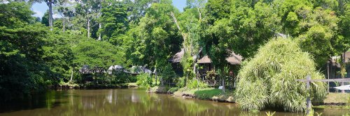 Orangutans in the Garden - Sepilok Nature Resort - Sabah - The Wise Traveller