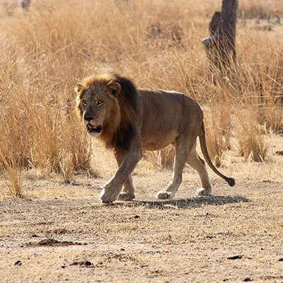 Peeking at Lions in the Wild - The Wise Traveller