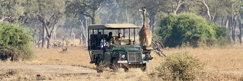 Peeking at Lions in the Wild - The Wise Traveller