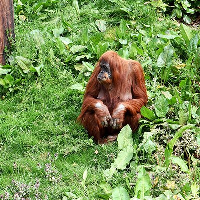 Playing David Attenborough - Weird and Wonderful Animal Life - The Wise Traveller