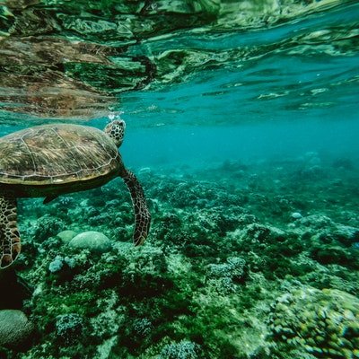 Playtime on the Great Barrier Reef - Far North Queensland - The Wise traveller