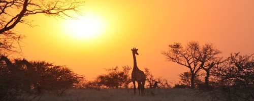 Safari Zambia Fast Facts You Need to Know - The Wise Traveller