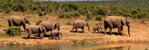 See The Big '5' Before Its Too Late - The Wise Traveller - African Elephants