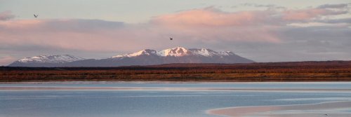 Sloths, Swans and Ice Cream in Wine– Puerto Natales - Chile - The Wise Traveller