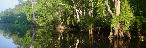 Step into the Jungle - The Wise Traveller