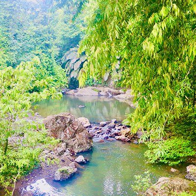 Step into the Jungle - The Wise Traveller