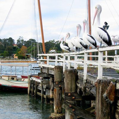 Supporting New South Wales After the Fires - A South Coast Road Trip - The Wise Traveller - Australia - Image: Rose Holly Flickr