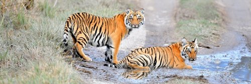 Talking About Tigers - India - The Wise Traveller