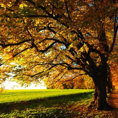 The Best Places to Visit for Fall Foliage - The Wise Traveller - Foliage - Autumn