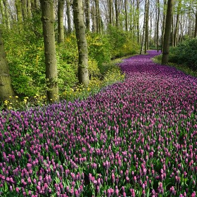 The Best Places to Visit for Spring Flowers - The Wise Traveller