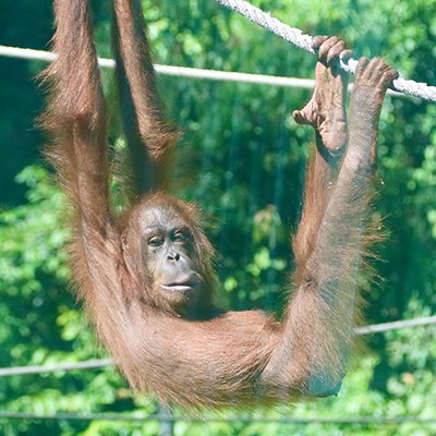 The Easy Way to Animal Perve - Sandakan, Sabah - The Wise Traveller
