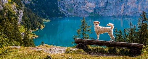 Top Tips for Taking Your Dog on Holiday with You - The Wise Traveller - Dog