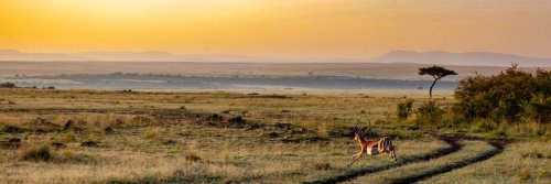 Top Tips for Wildlife Photography on your Travels - The Wise Traveller