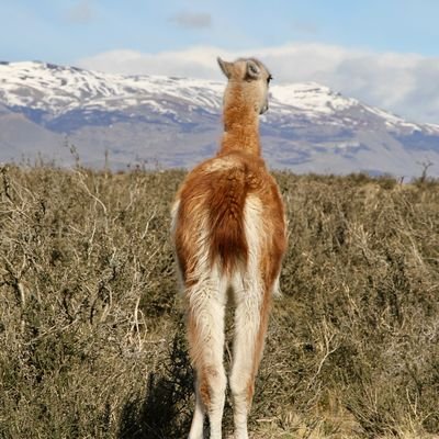 Touring The Towering Towers - Torres del Paine National Park - Puerto Natales - Chile - The Wise Traveller