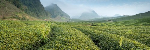 Travel for the Love of Tea - The Wise Traveller