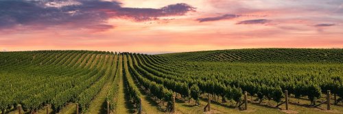 Travel to Savor European Cult Wines - The Wise Traveller