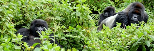Trekking With Mountain Gorillas - The Wise Traveller
