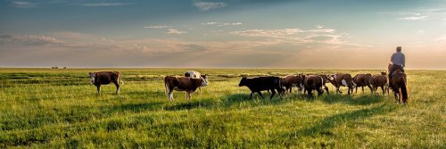 Vodka and Meat Porridge - The Food of Mongolia - The Wise Traveller