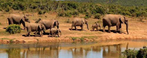 Walking African Safaris - The Wise Traveller - Herd of elephants