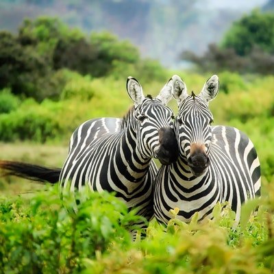 Walking African Safaris - The Wise Traveller