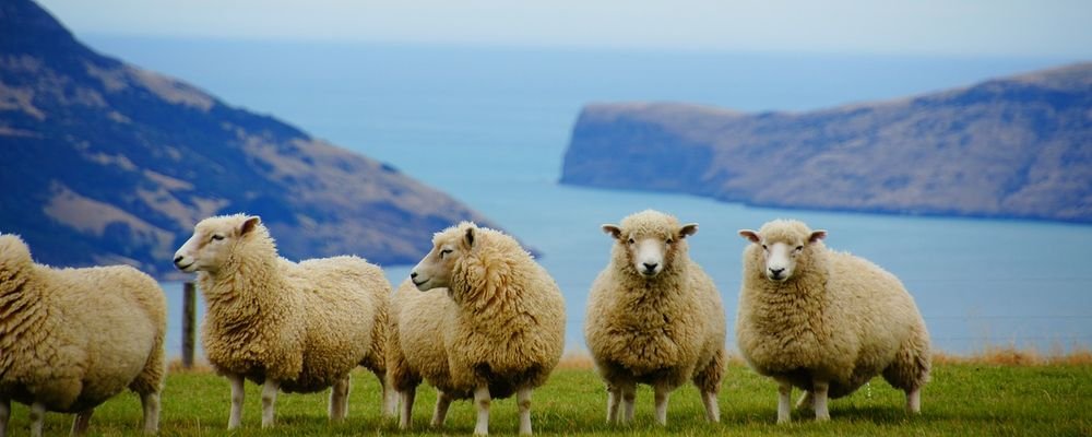 10 Best Destinations When You Are 25 - The Wise Traveller - New Zealand