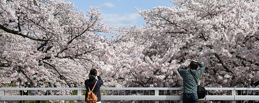 15 Festivals To Enjoy In February And March - The Wise Traveller - Cherry Blossom Festival