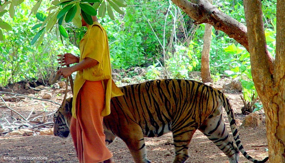 Thailands Tiger Tourism - The Wise Traveller